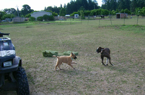 Puppy-Hanna-1.jpg