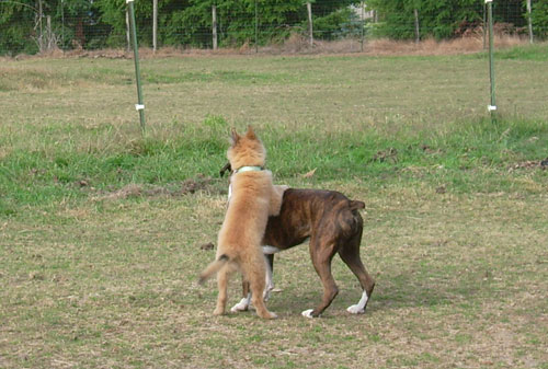 Puppy-Hanna-4.jpg