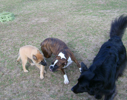Puppy-Hanna-Kylie2.jpg