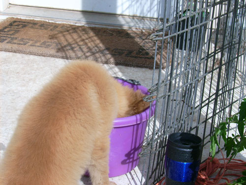 Puppy-egg-bucket.jpg